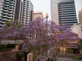 1020-1811 Sydney (1050595)